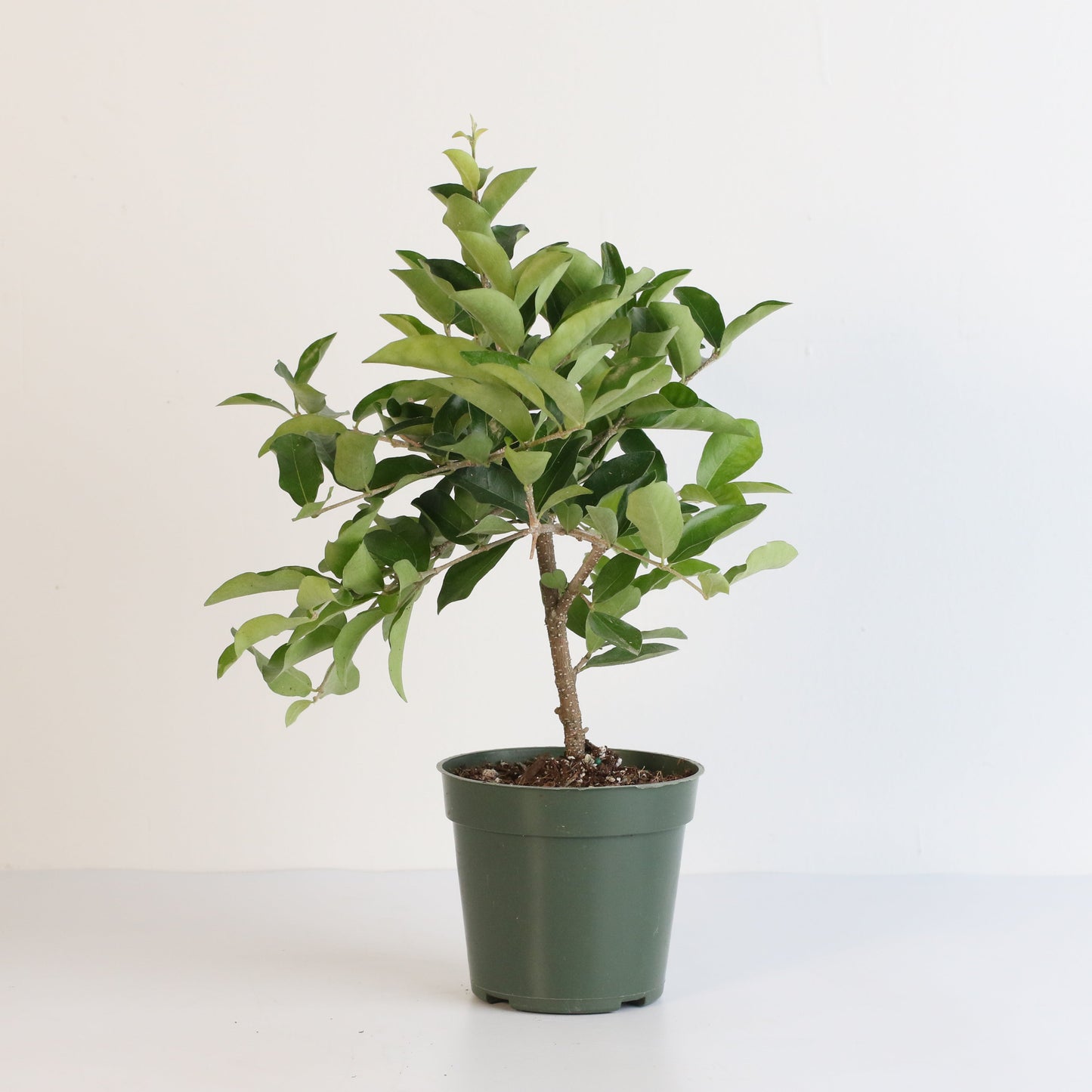 Barbados Cherry