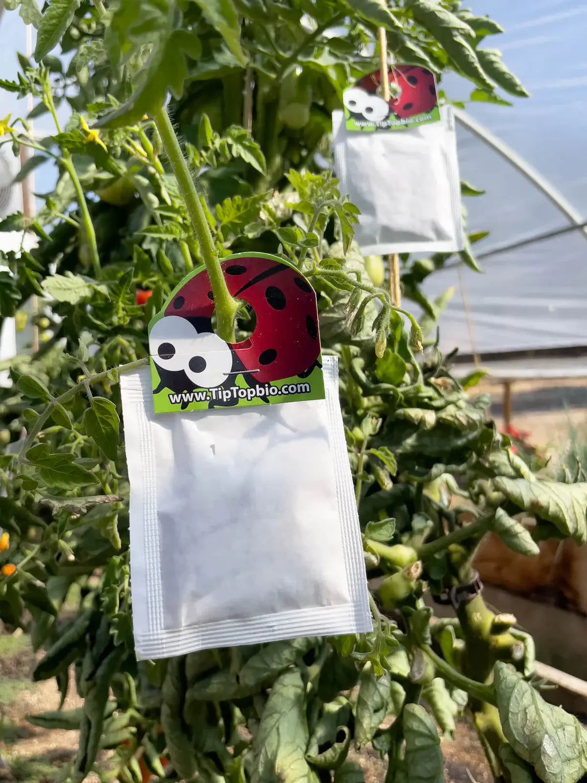 Neoseiulus californicus Prevention Sachets
