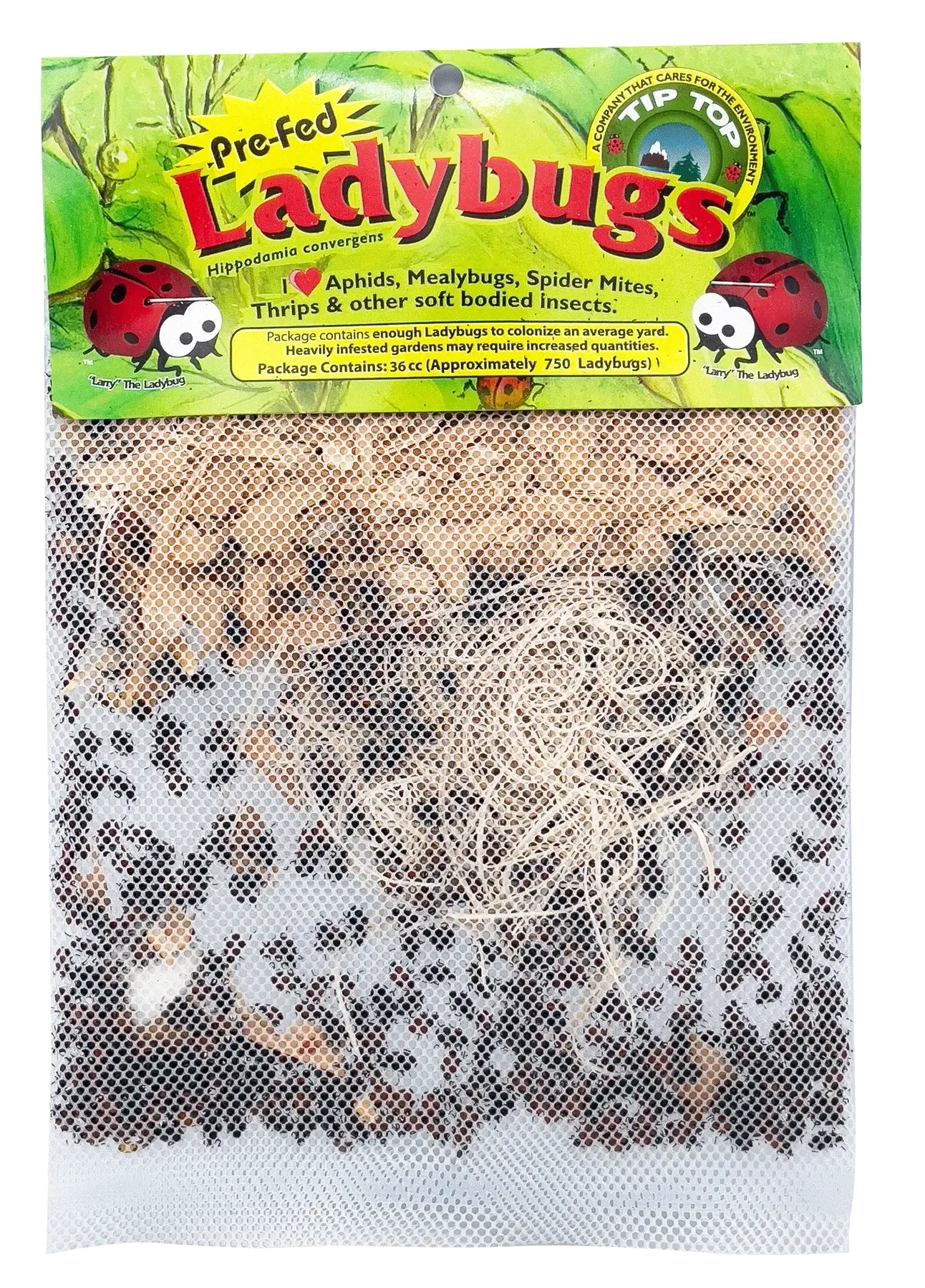 Ladybugs