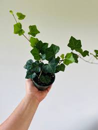 English Ivy