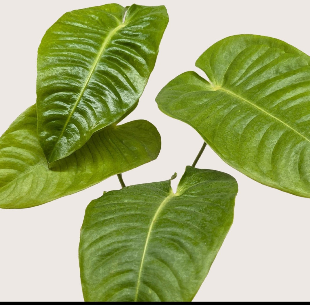Anthurium