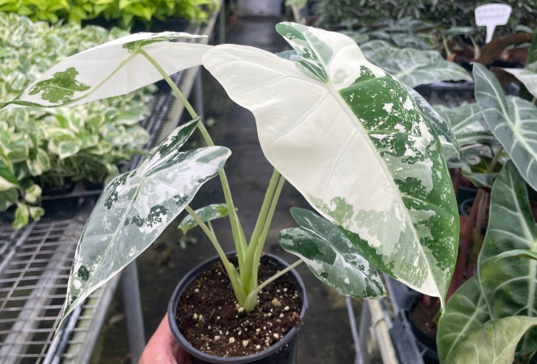 Alocasia