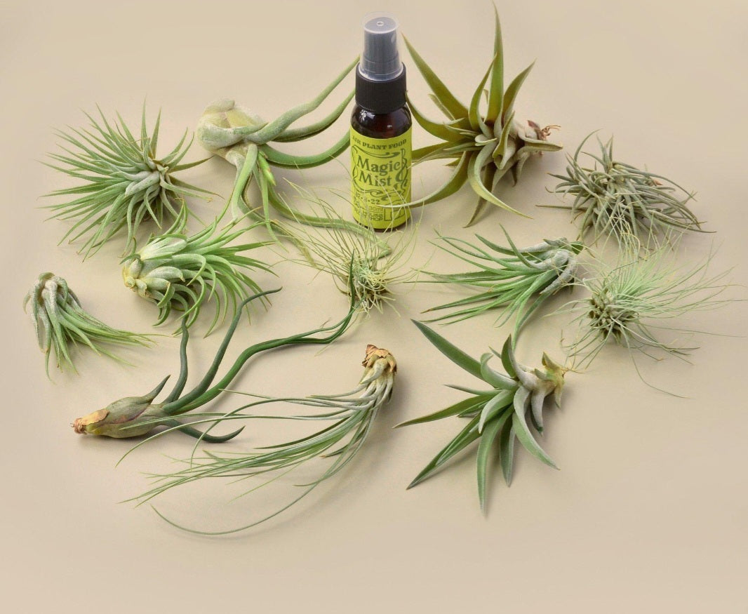 Air plants & Bromelaids