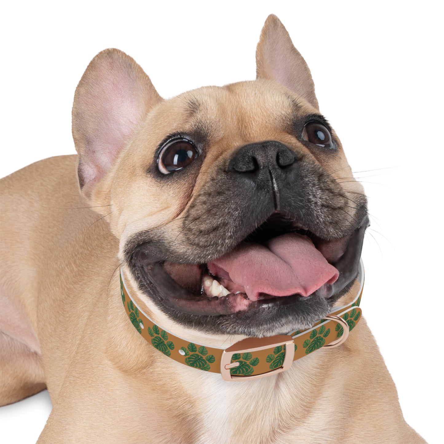 Monstera Leaf Dog Collar — Tropical Green Plant Pattern Pet Collar