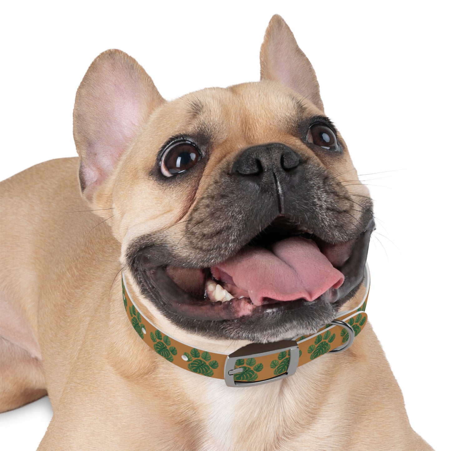 Monstera Leaf Dog Collar — Tropical Green Plant Pattern Pet Collar