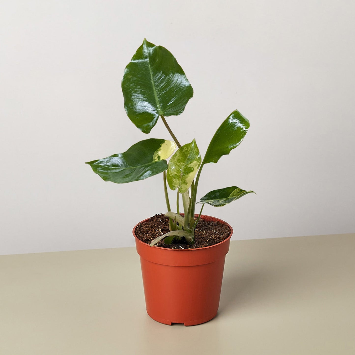 Philodendron Burle Marx Albo
