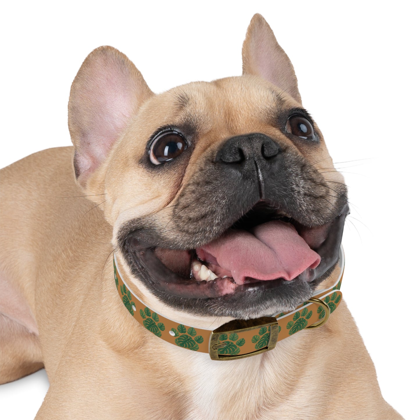 Monstera Leaf Dog Collar — Tropical Green Plant Pattern Pet Collar