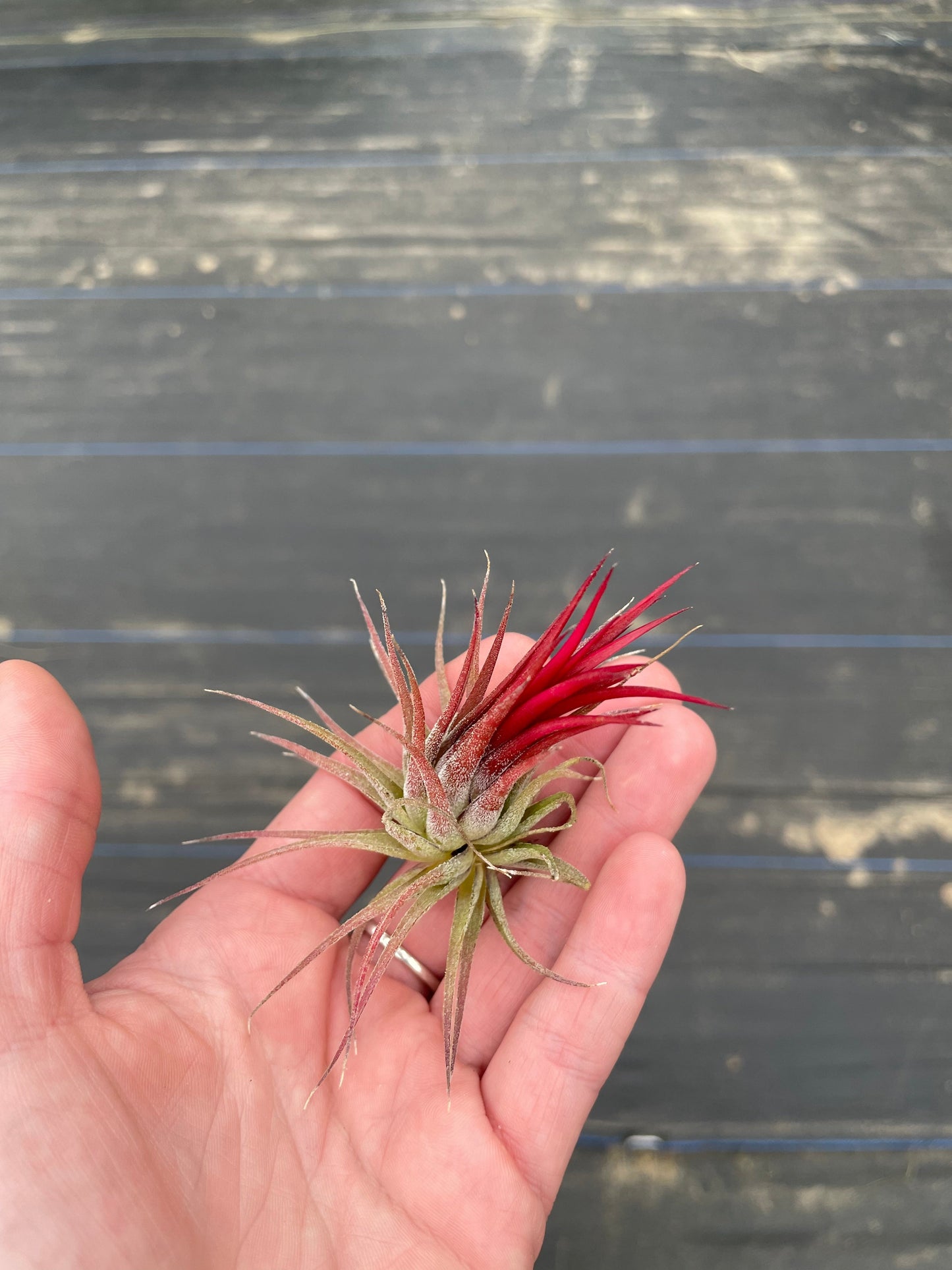 Ionantha Fuego