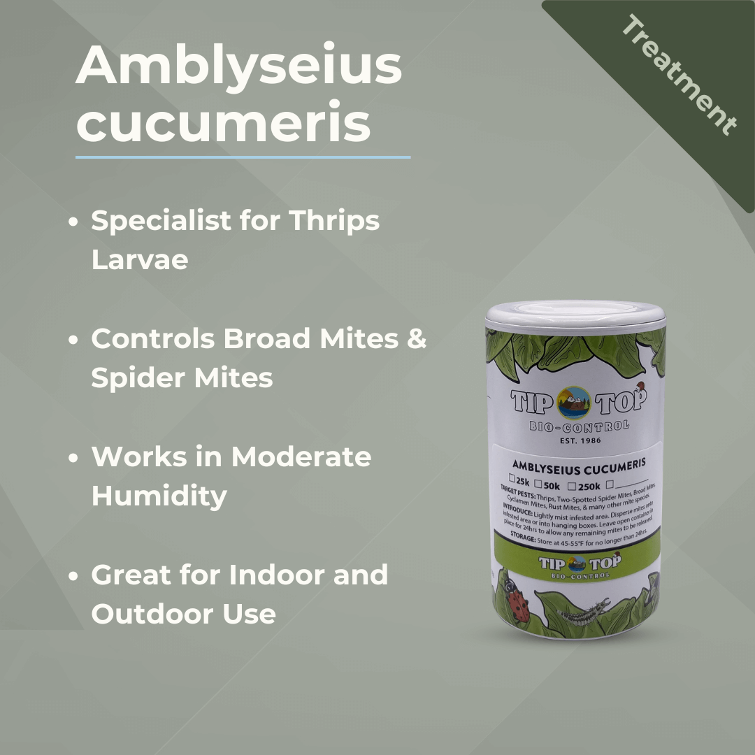 Amblyseius cucumeris Treatment Bottles