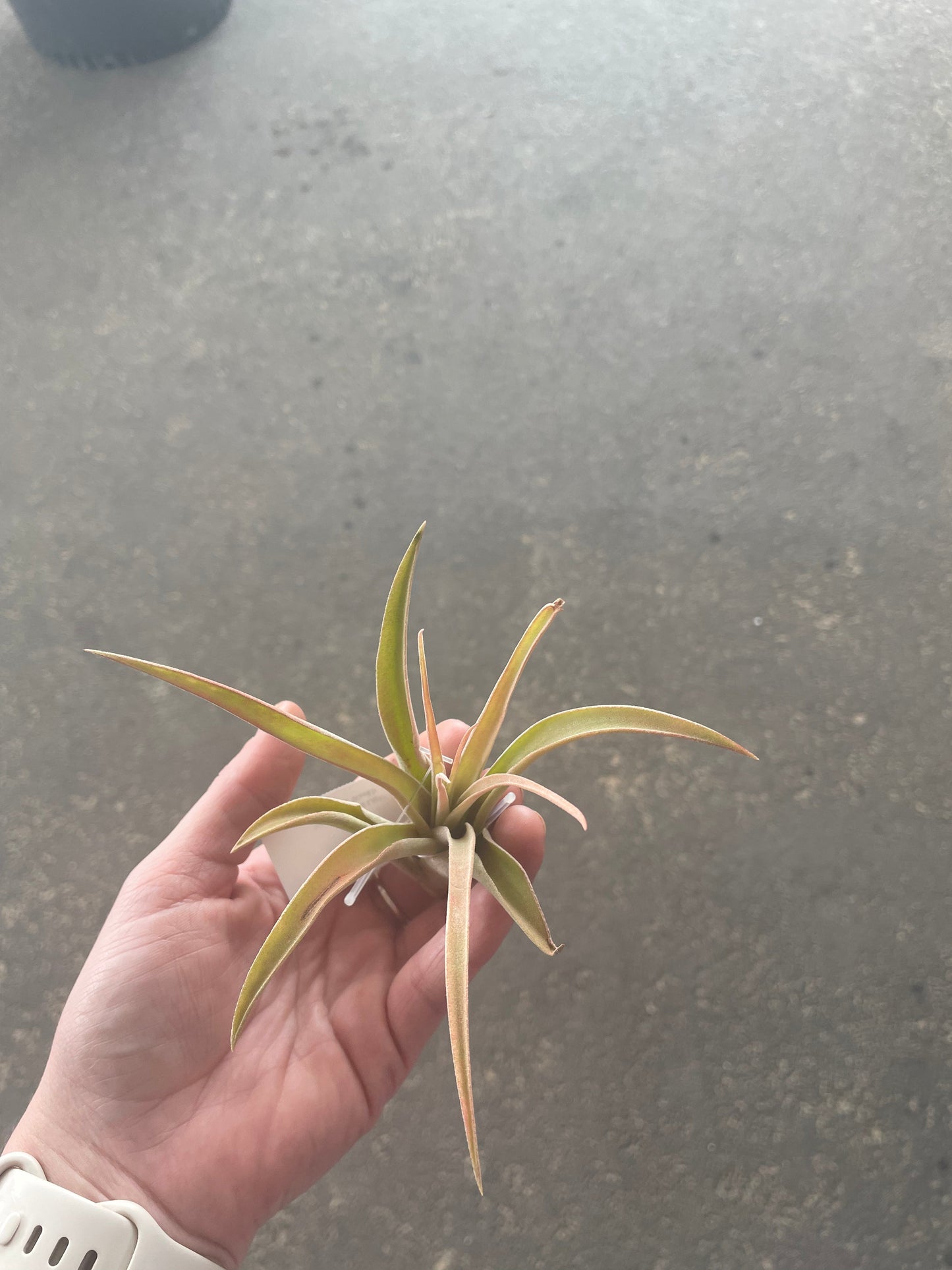 Capitata Peach