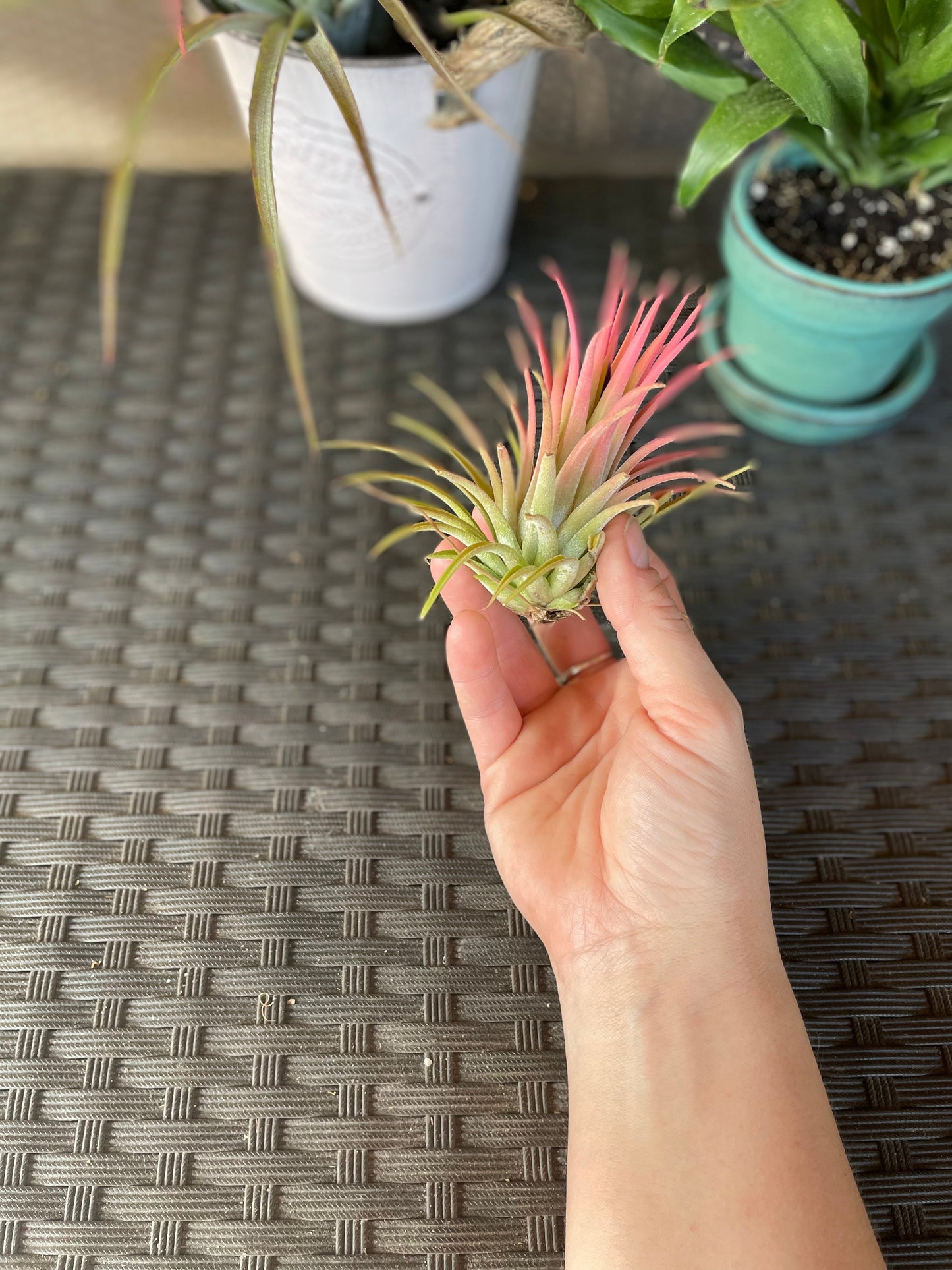 Ionantha Humalula