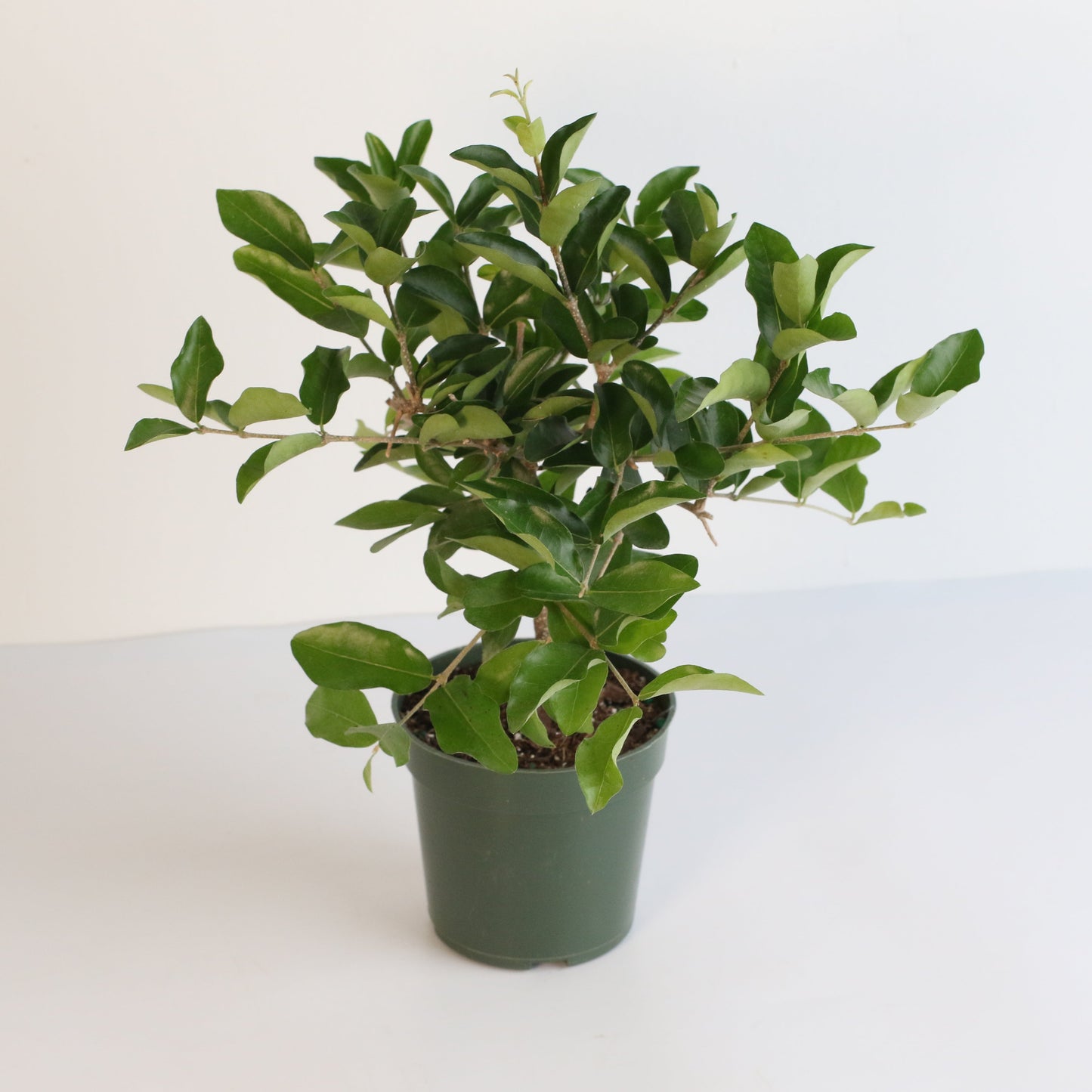 Barbados Cherry