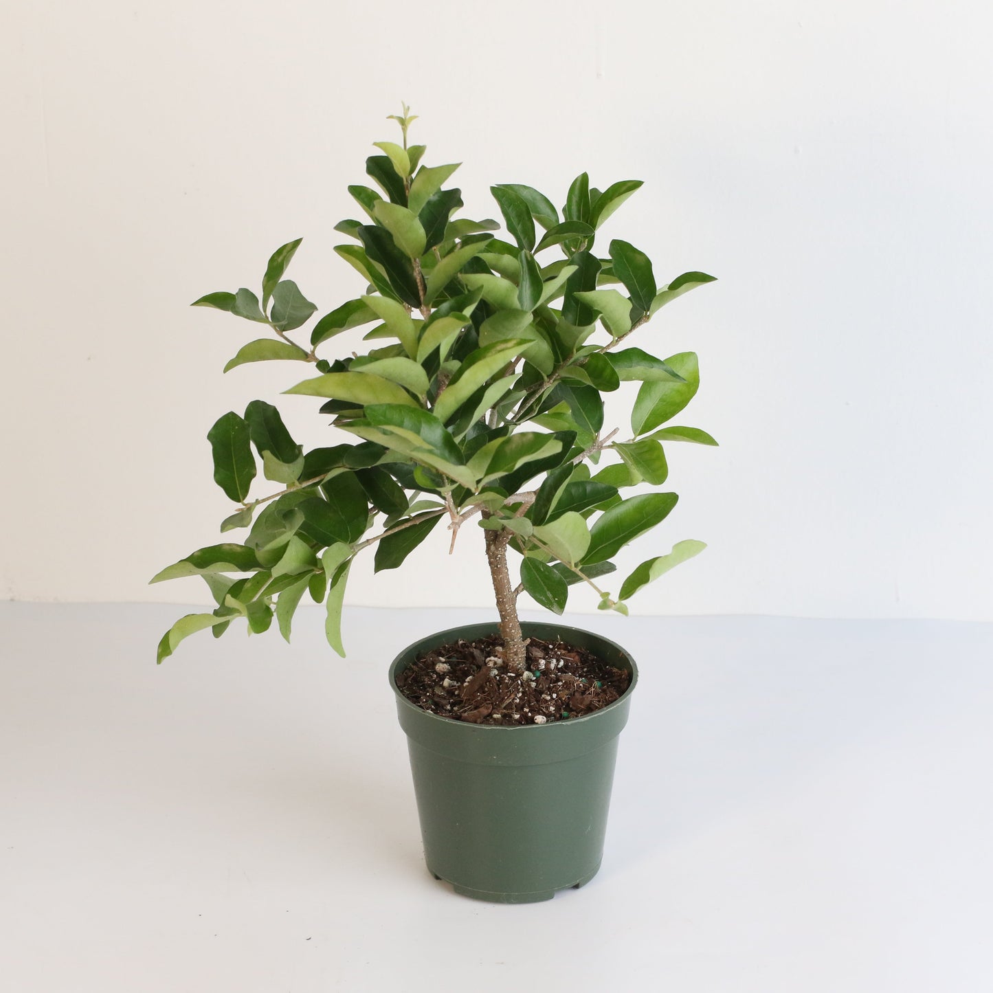 Barbados Cherry
