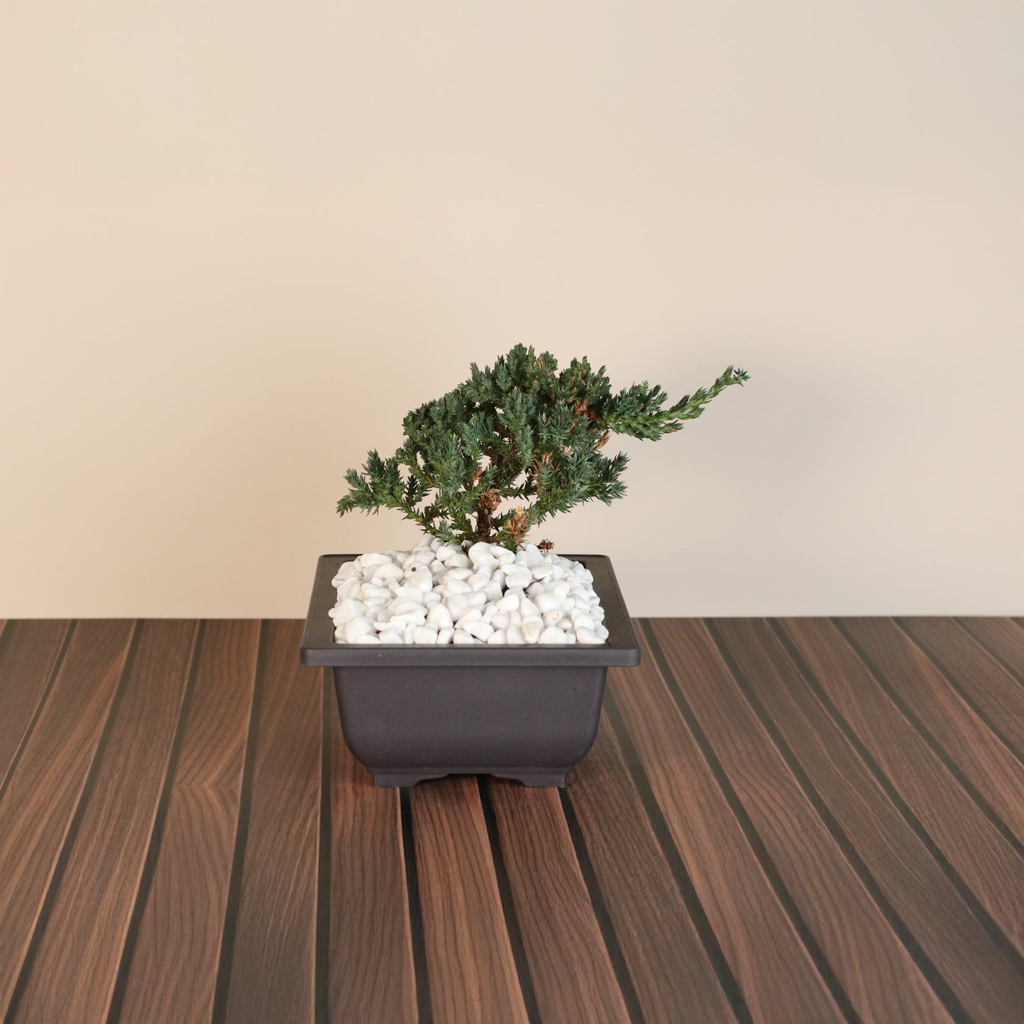 Bonsai Japanese Juniper