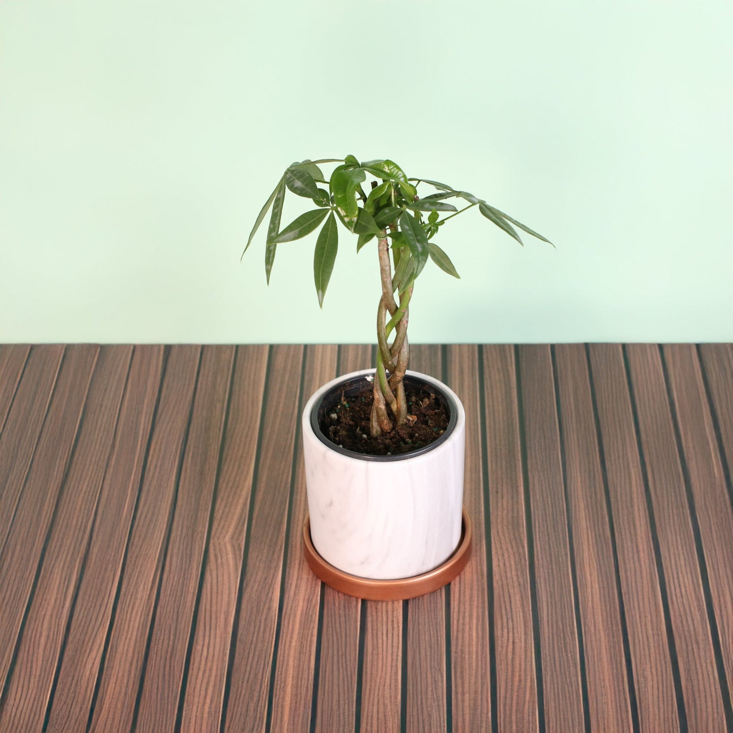 Lucky Braided Money Tree Plant