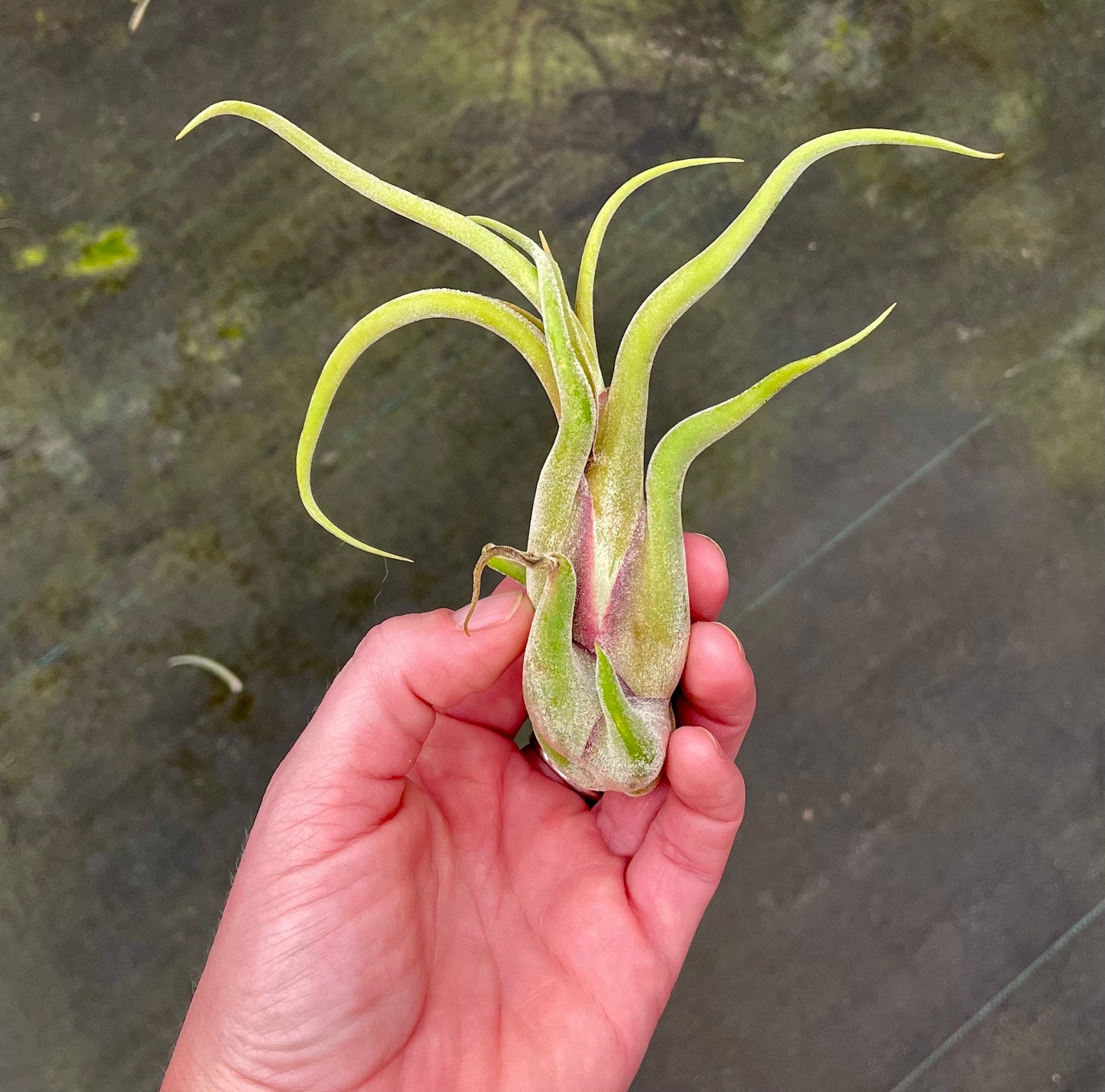 Caput Medusae