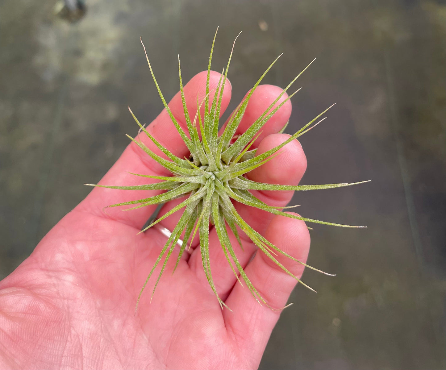 Ionantha Guatemalen