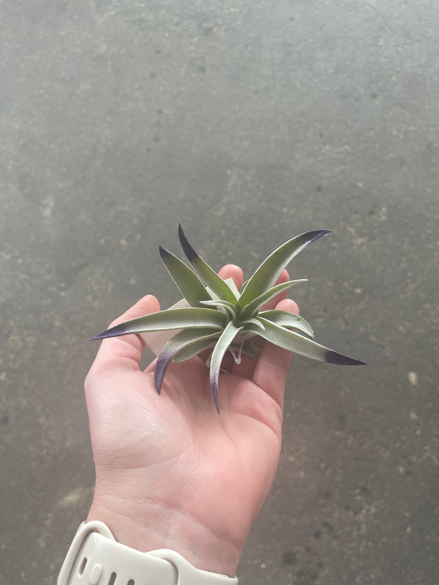 Harrisii