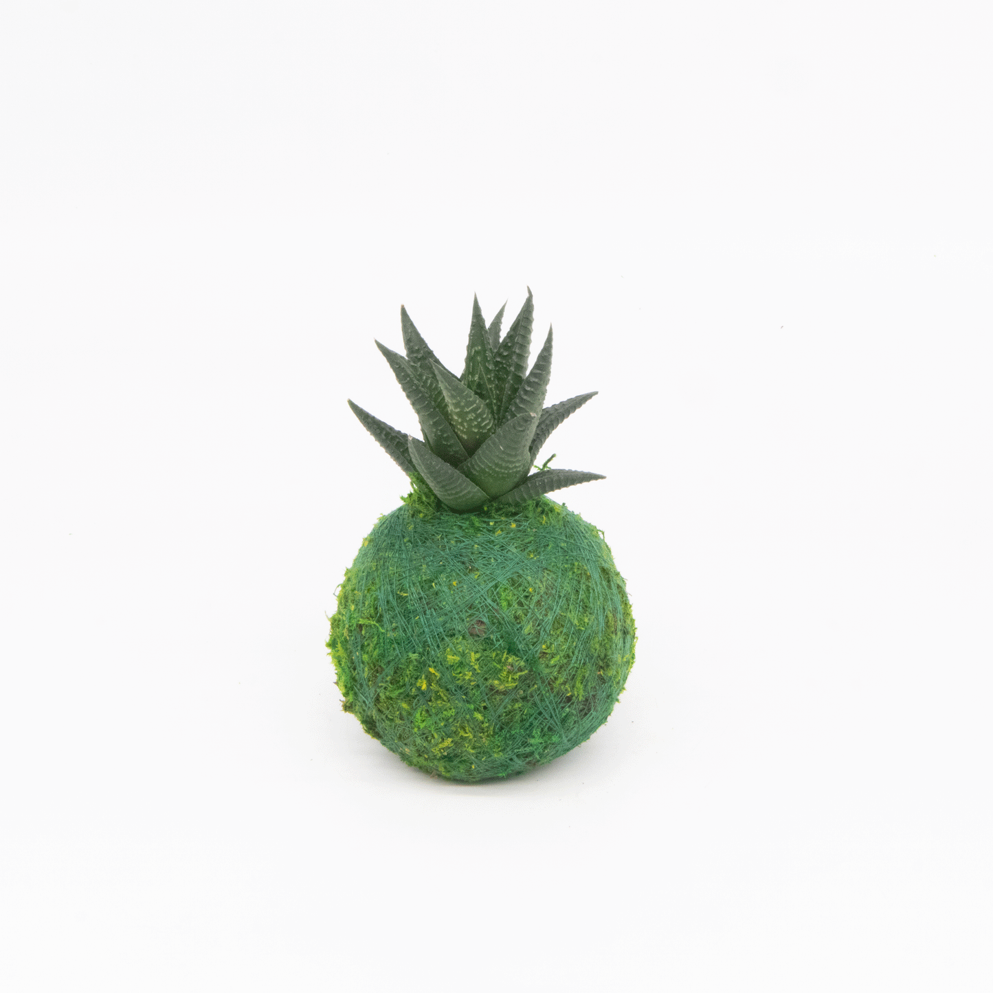 Mini Kokedama | Moss Ball Kokedamas