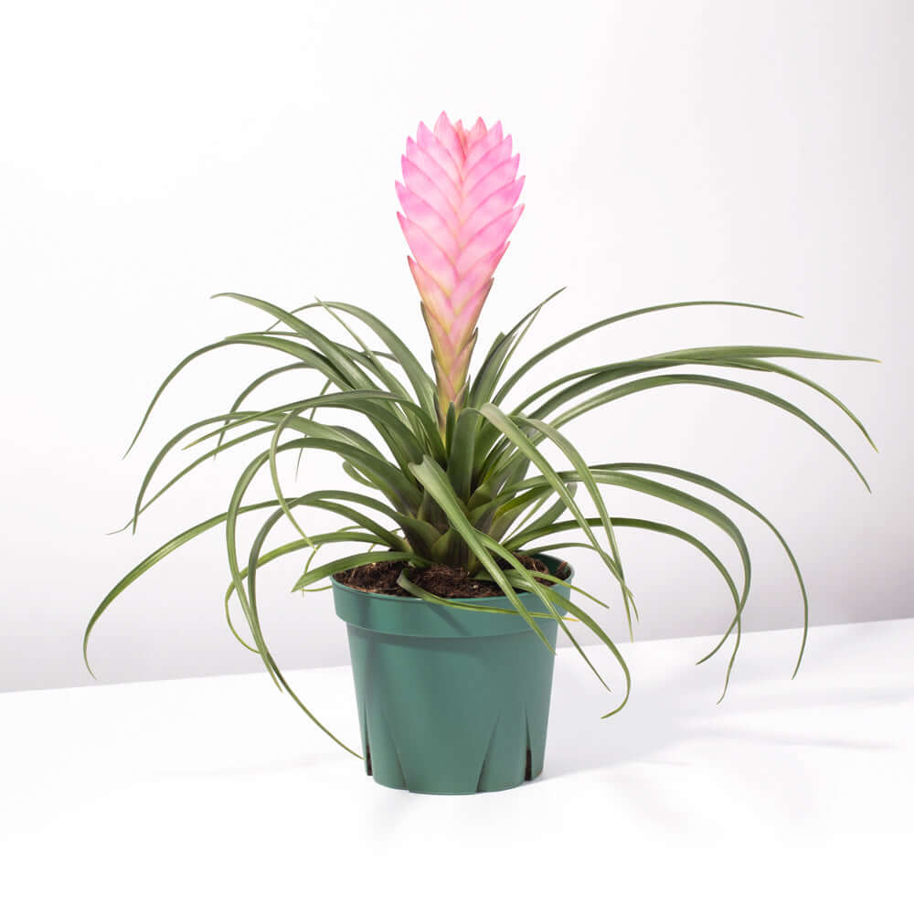 Pink Quill - Tillandsia 'Cyanea'