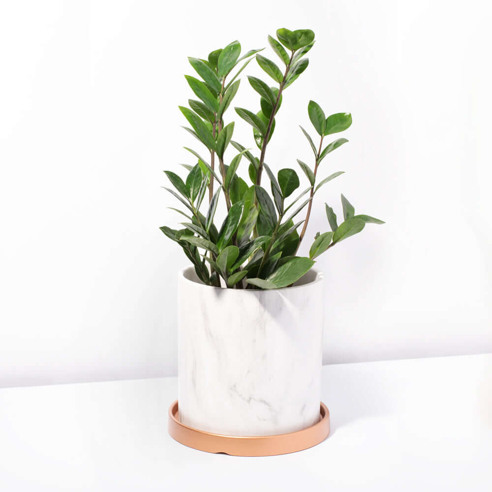 Zanzibar Gem Green ZZ Plant