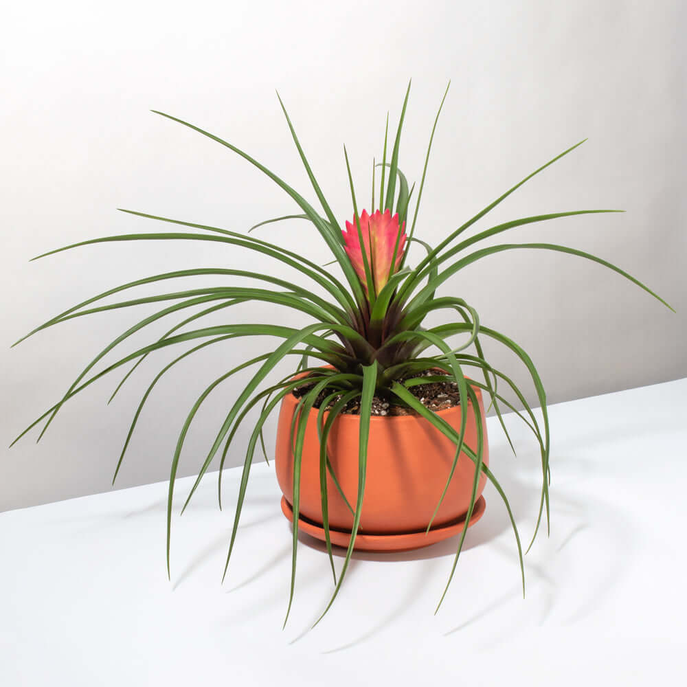Pink Quill - Tillandsia 'Cyanea'