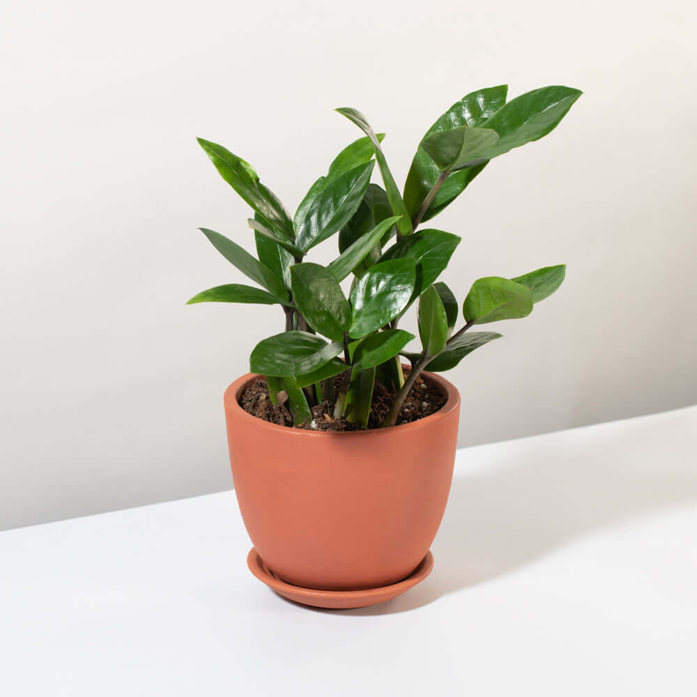 Zanzibar Gem Green ZZ Plant