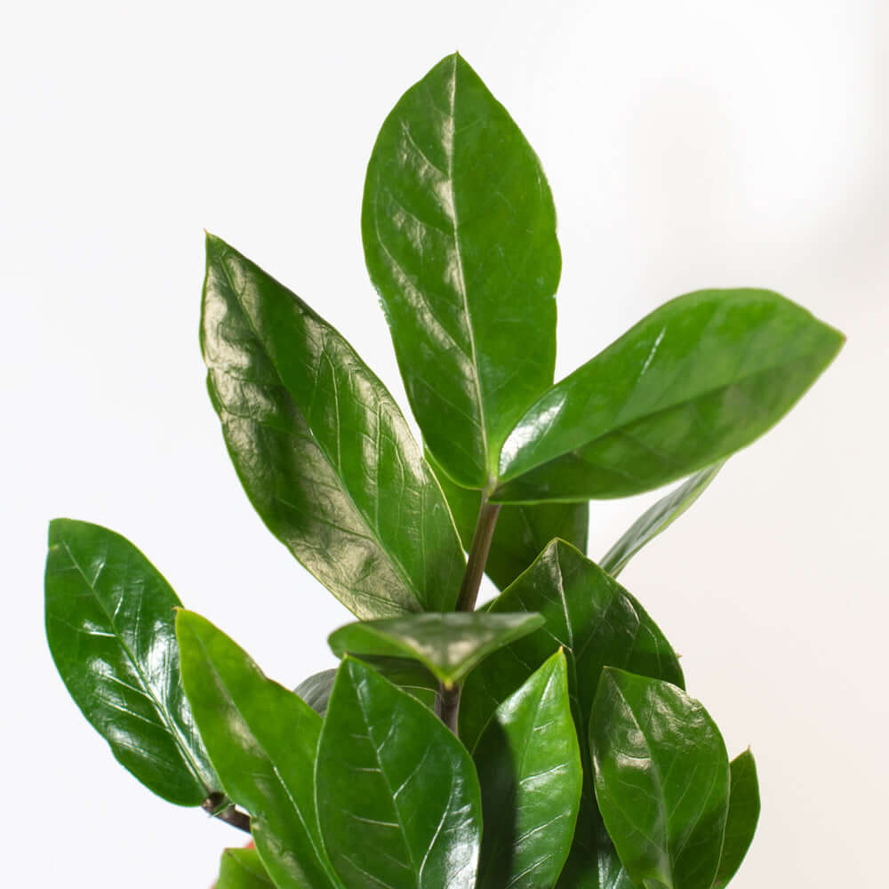 Zanzibar Gem Green ZZ Plant