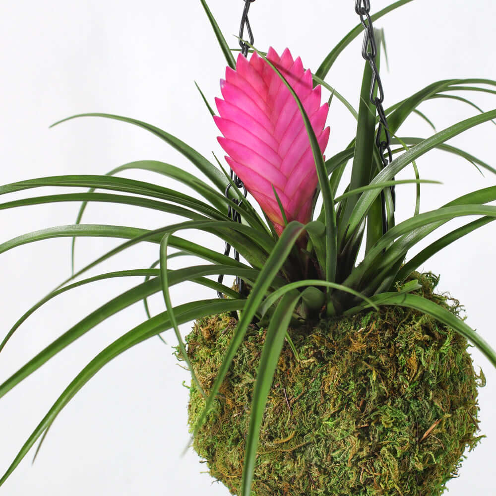 Pink Quill - Tillandsia 'Cyanea'
