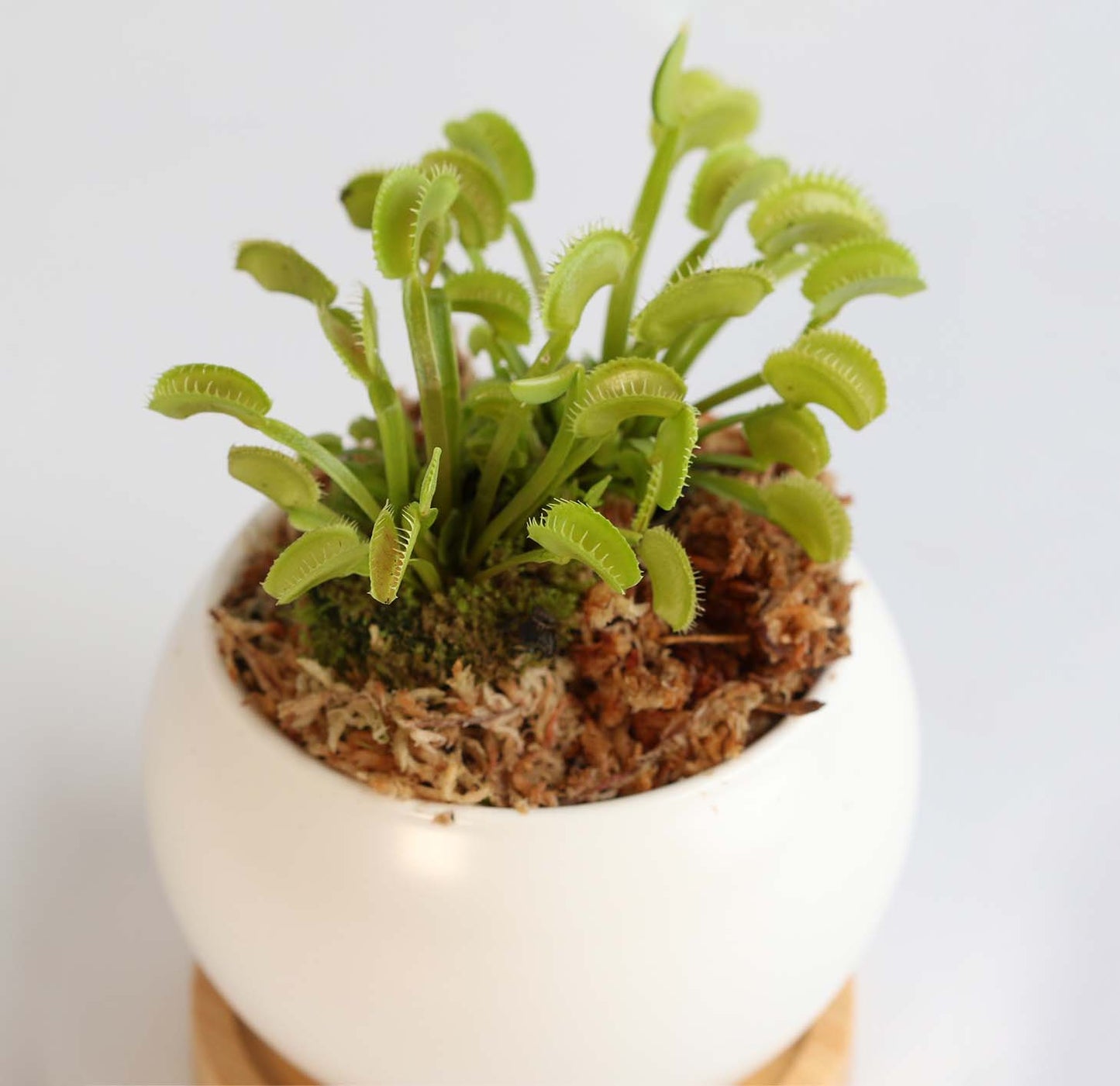 Sphagnum Moss Brick- Nursery