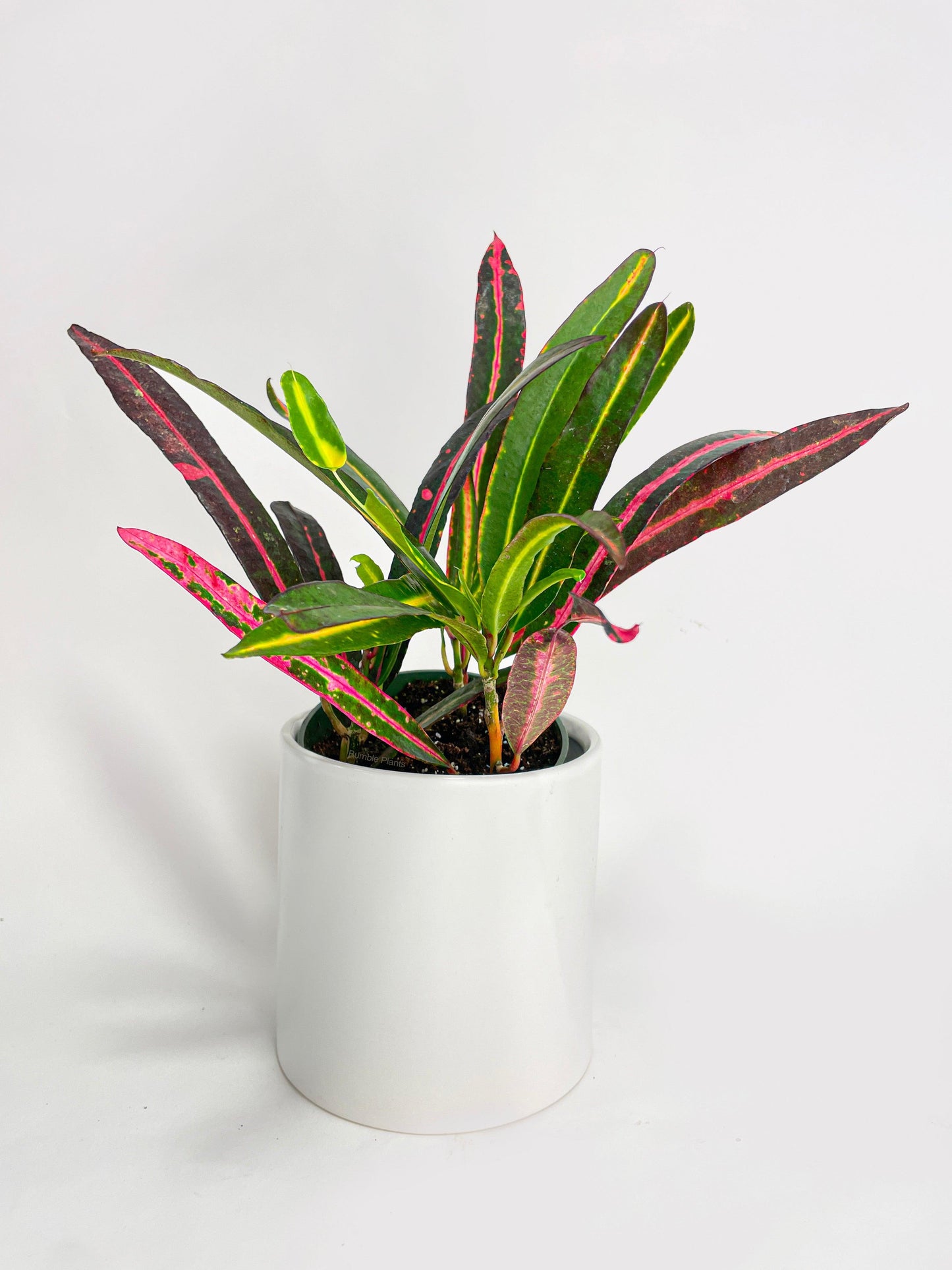 Croton 'Mammy and Daughter'