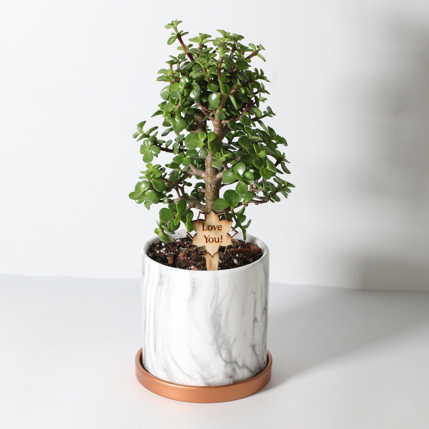 Lucky Jade Bonsai Tree