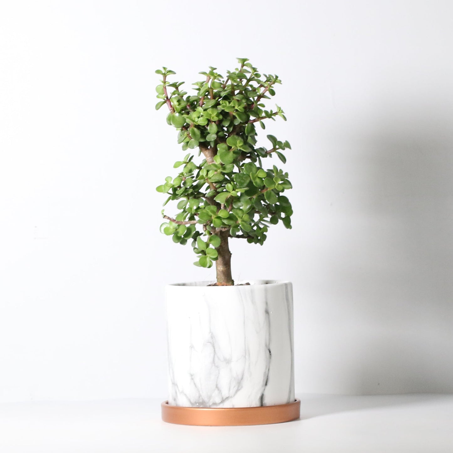 Lucky Jade Bonsai Tree