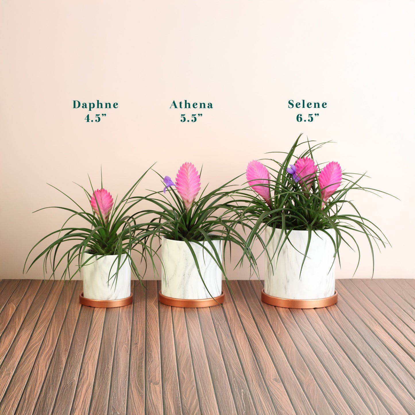 Pink Quill - Tillandsia 'Cyanea'