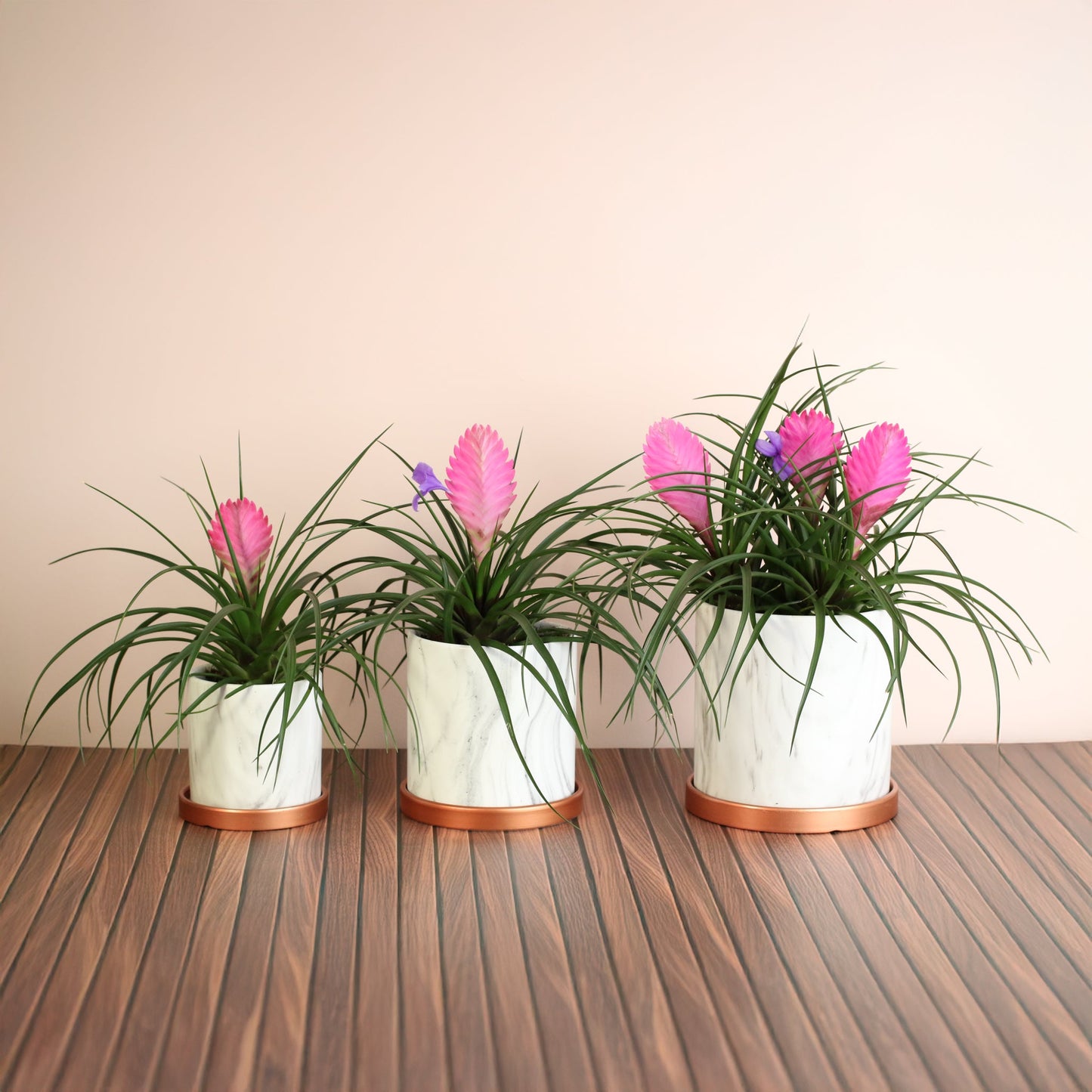 Pink Quill - Tillandsia 'Cyanea'