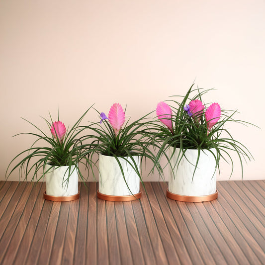 Pink Quill - Tillandsia 'Cyanea'