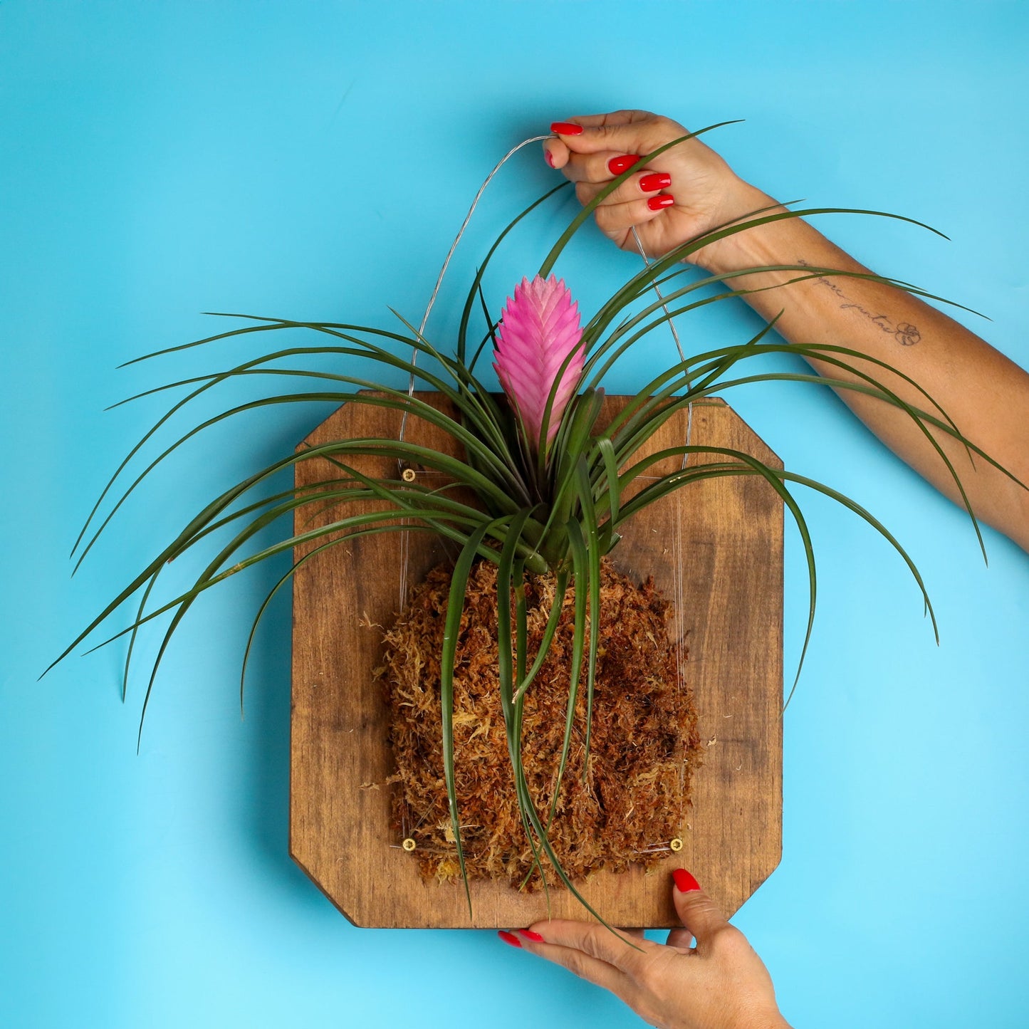 Pink Quill - Tillandsia 'Cyanea'