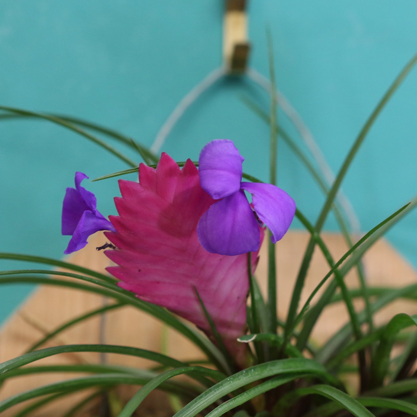 Pink Quill - Tillandsia 'Cyanea'