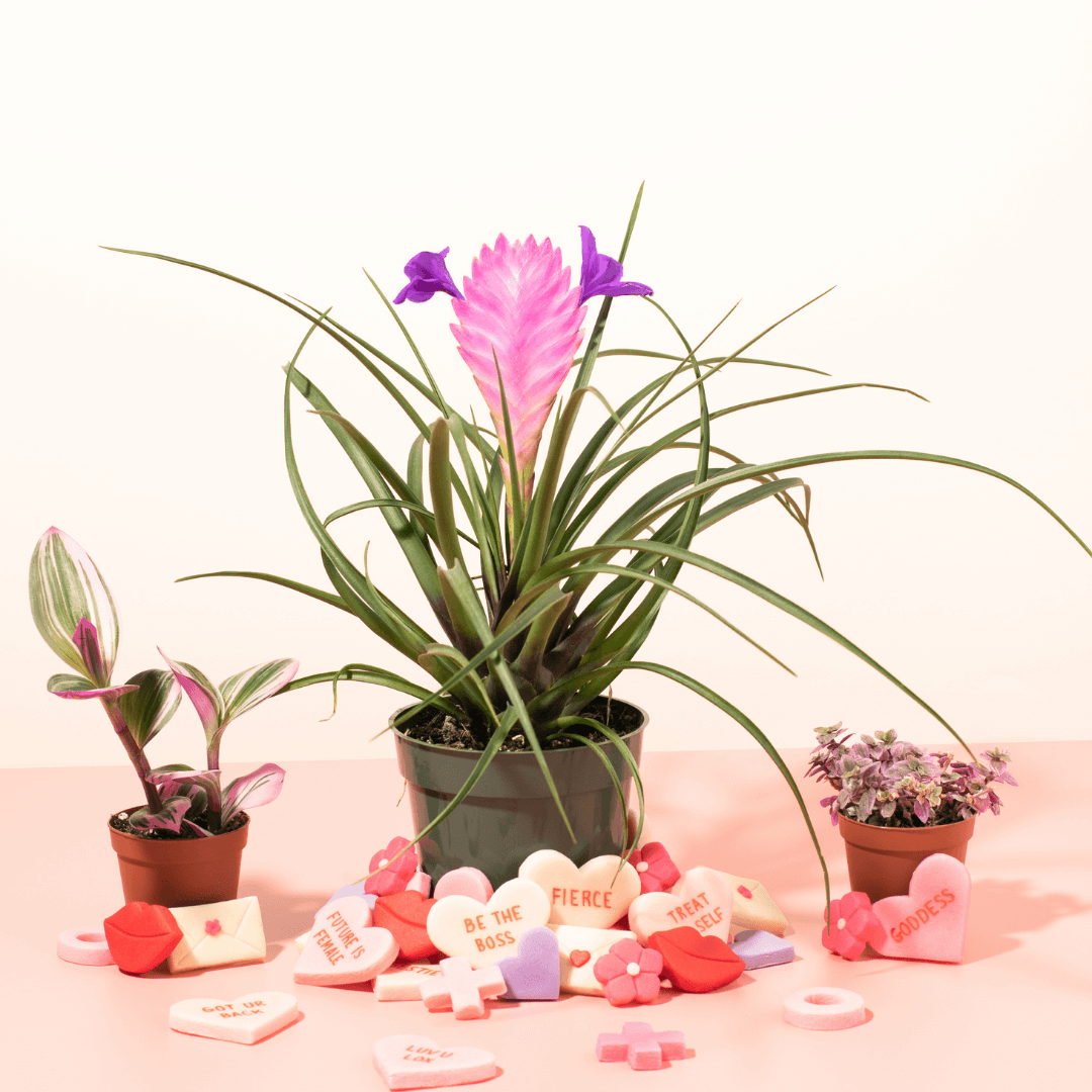 Pink Quill - Tillandsia 'Cyanea'