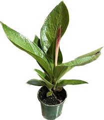 Anthurium Cobra