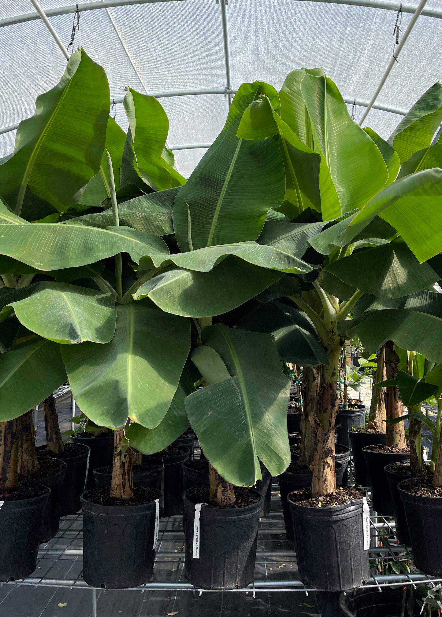 Banana 'Dwarf Cavendish' (Musa acuminata)