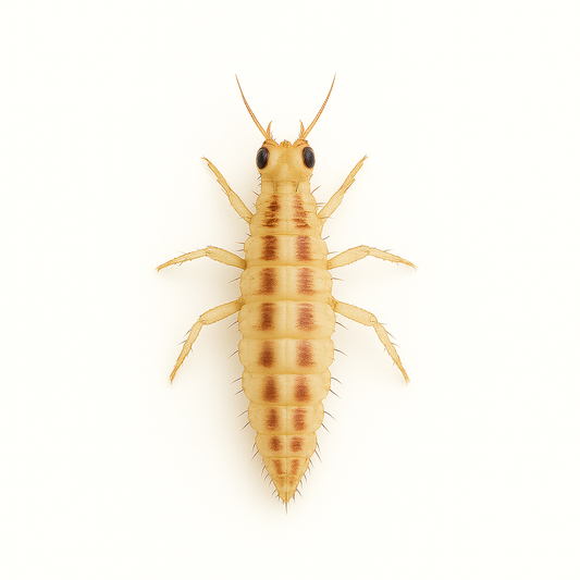 Green Lacewing Larvae