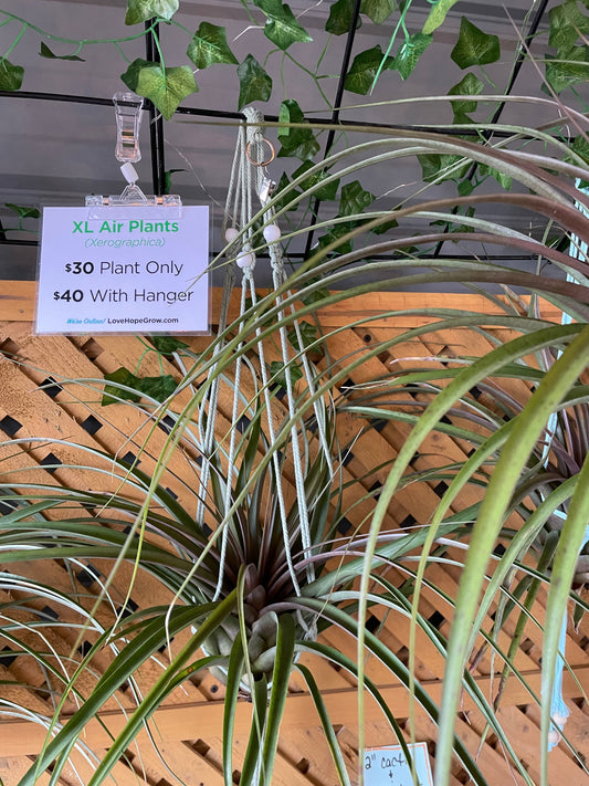 Capitata Maroon