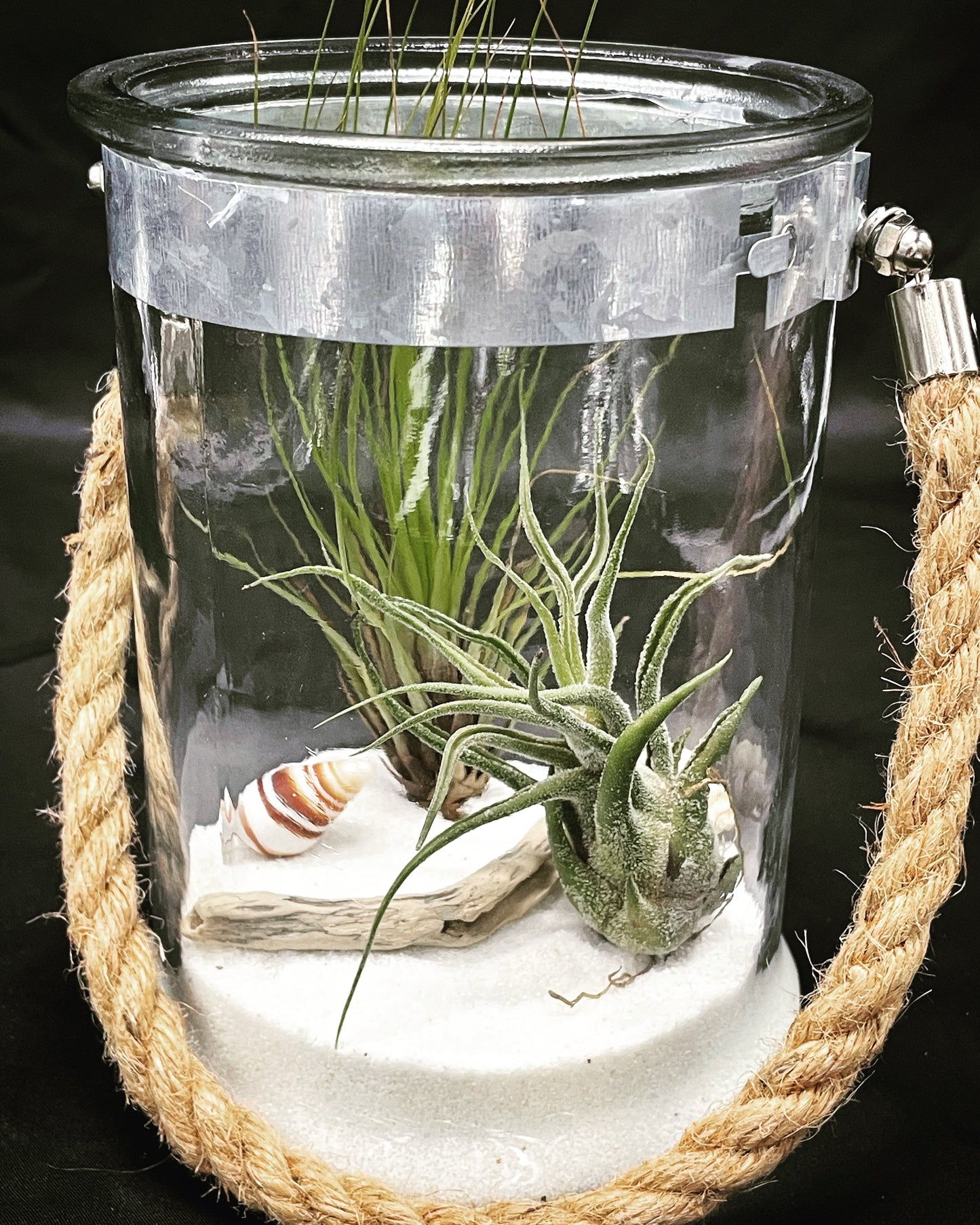 Caput Medusae
