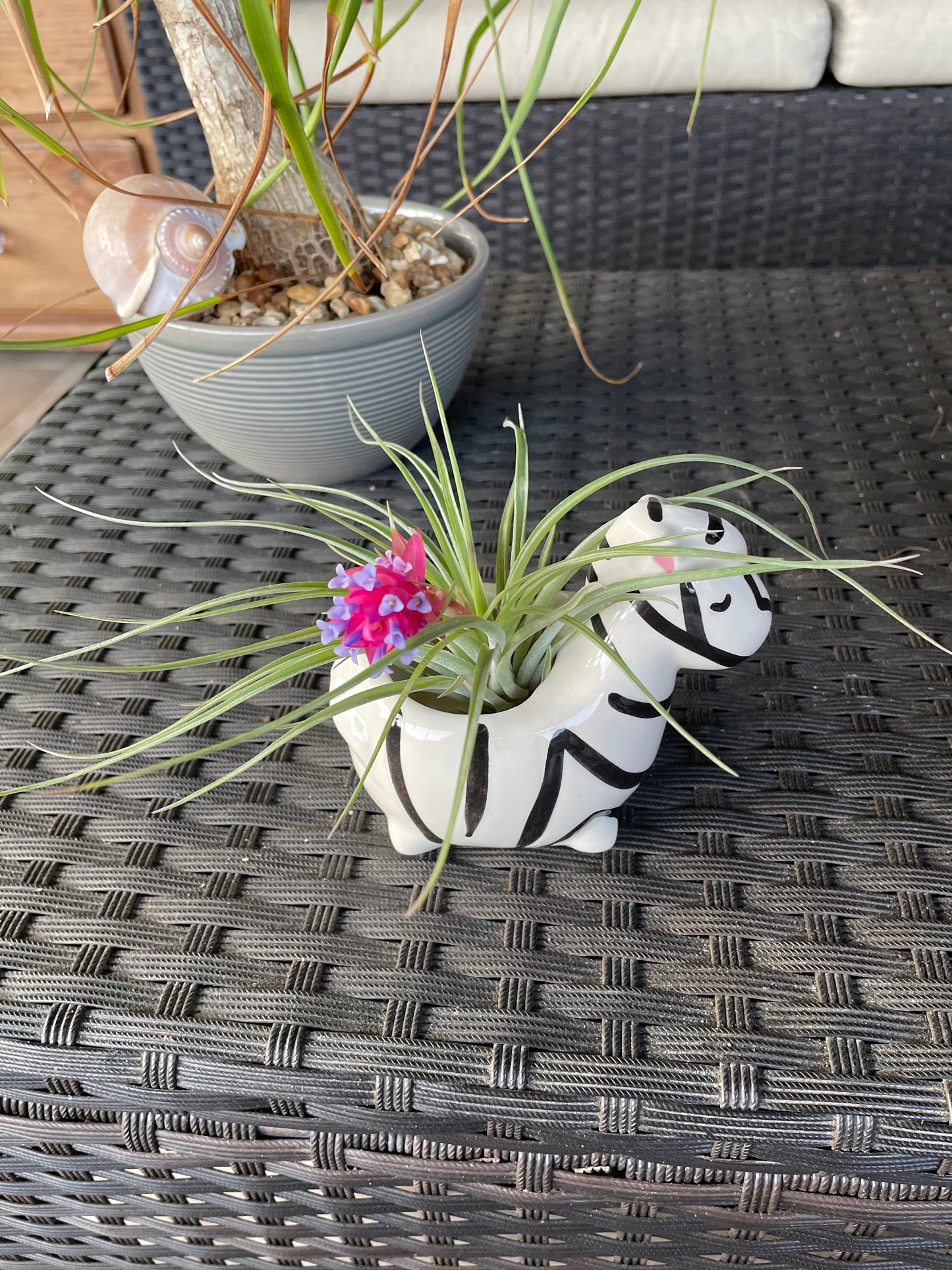 Stricta soft leaf