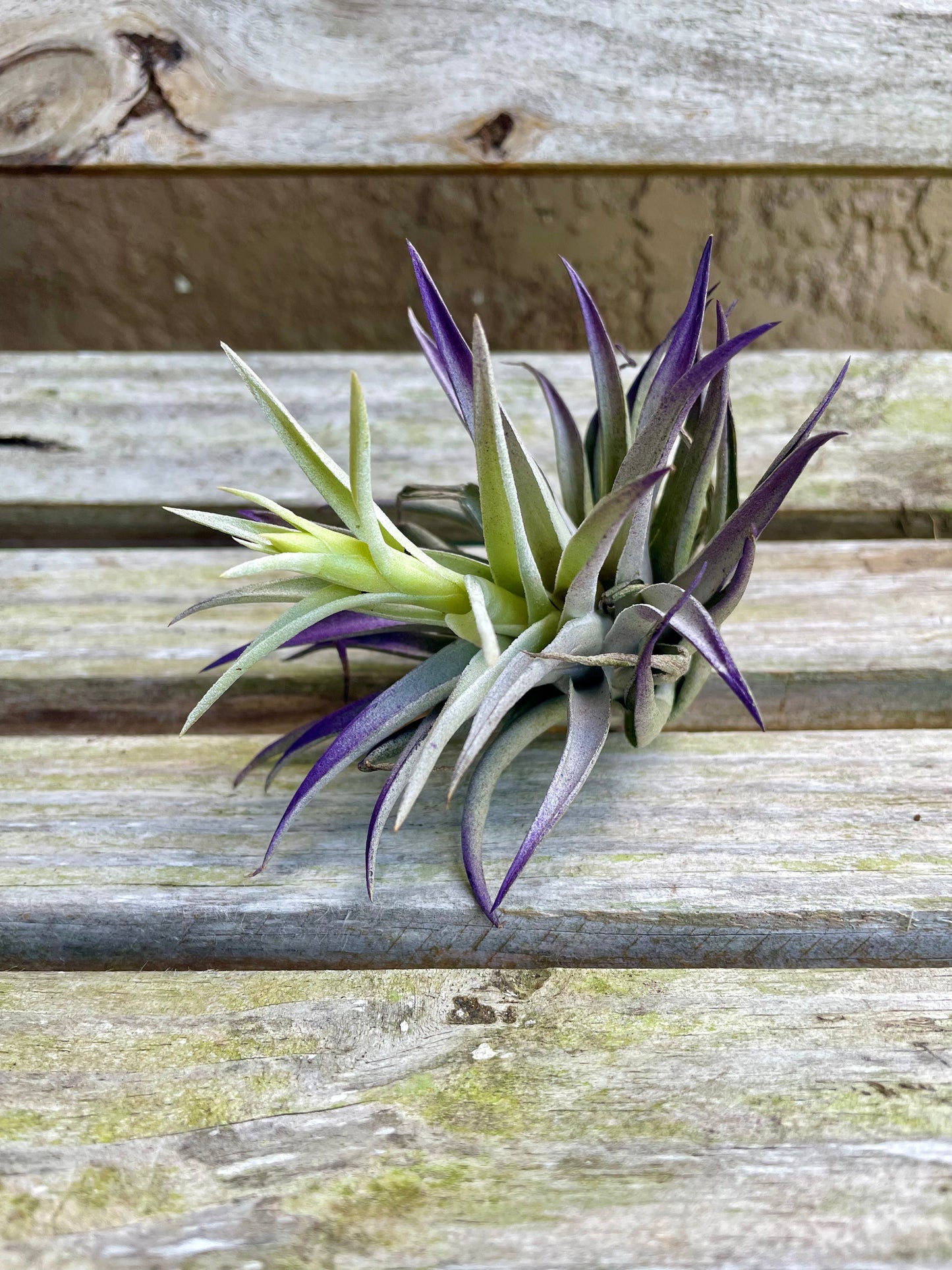 Harrisii