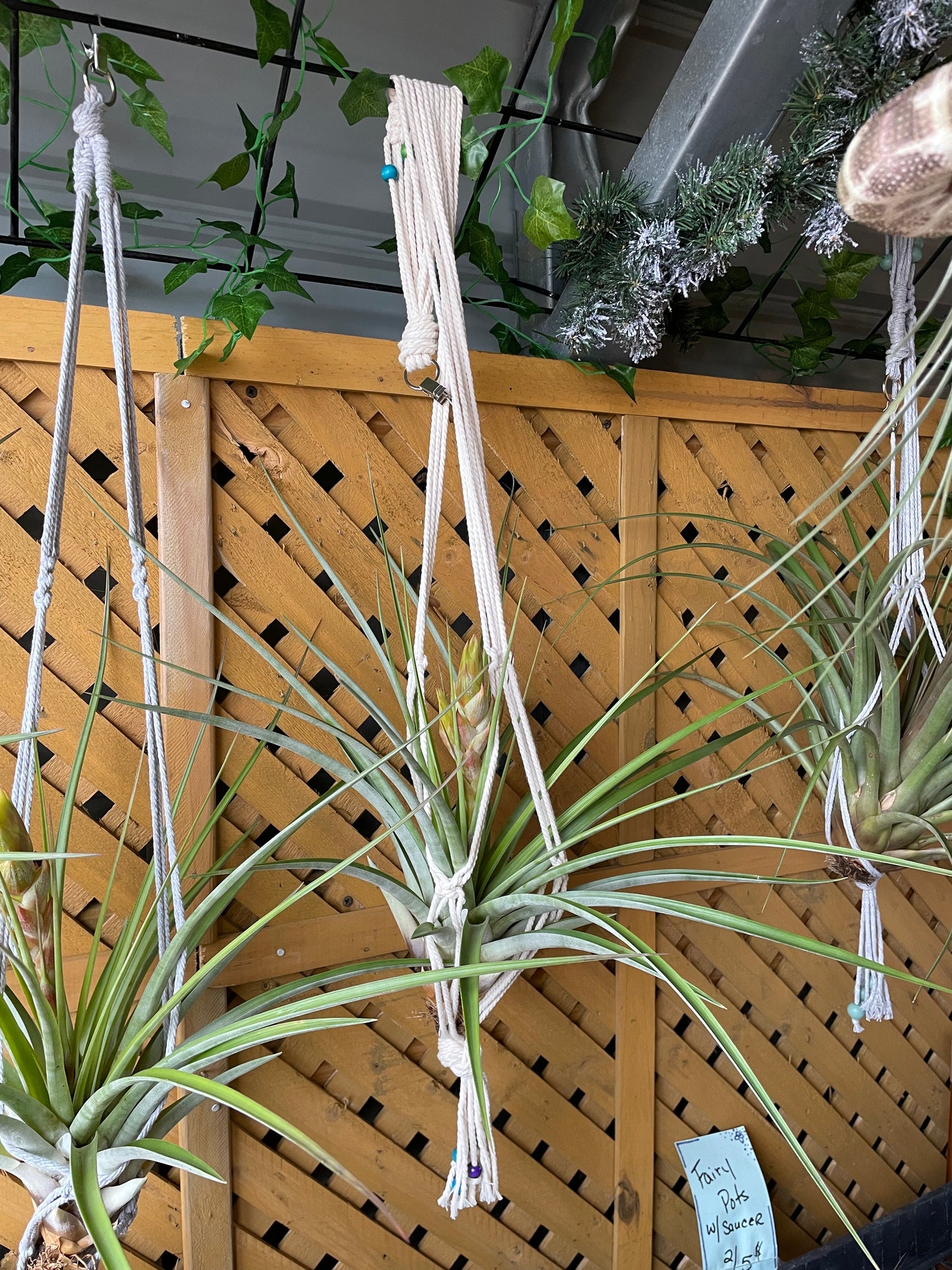 Fasciculata Tropiflora