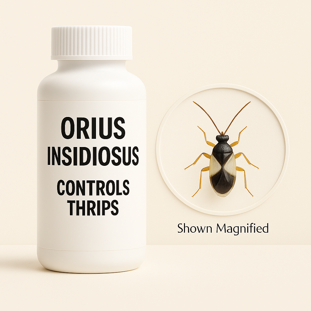 Orius insidiosus