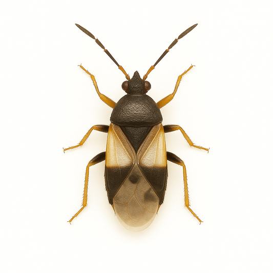 Orius insidiosus