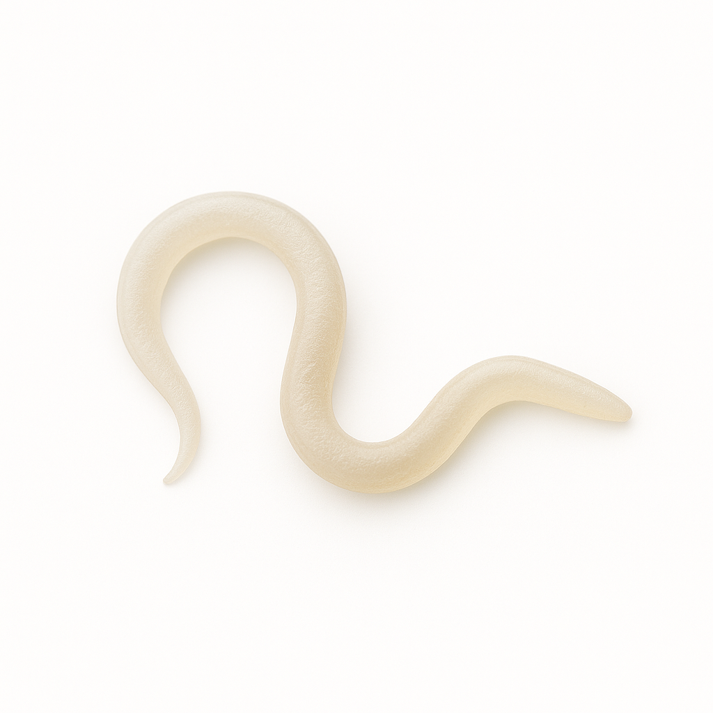 Sf Nematodes - Fungus Gnat Exterminators